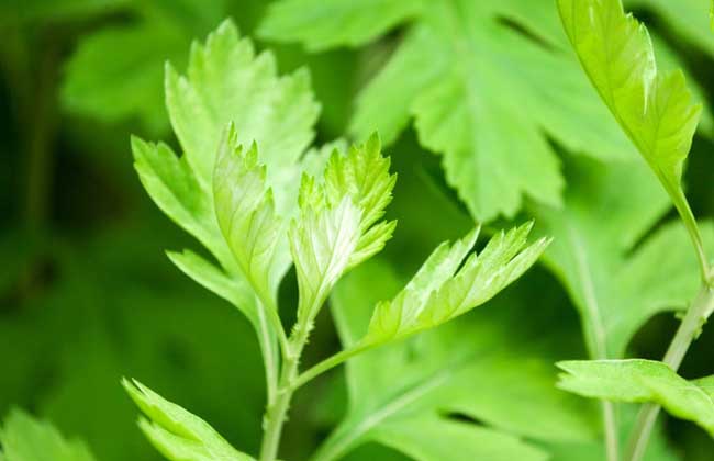 敏感肌肤日常注意事项有哪些？告诉你！